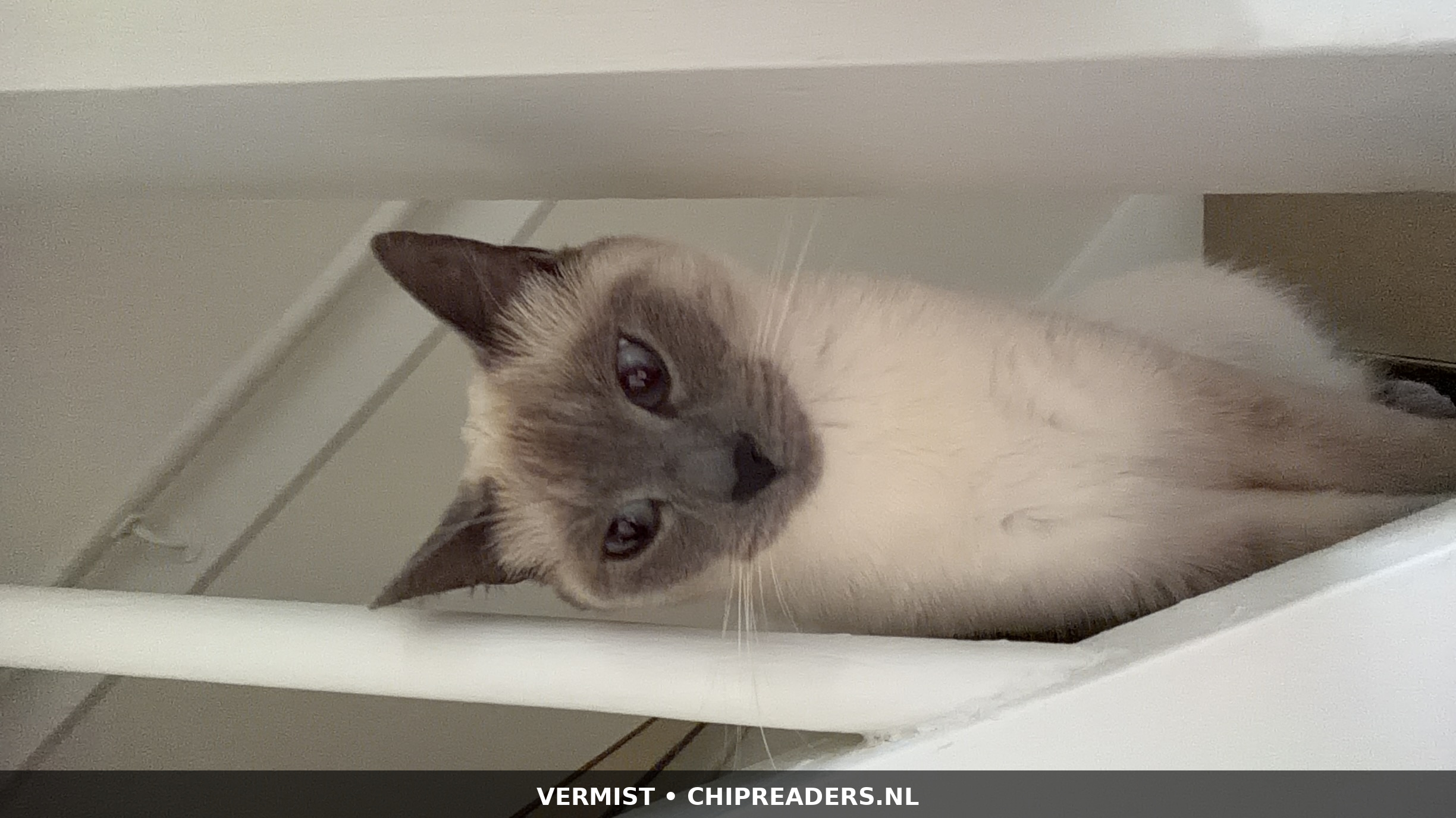 Coco foto 2